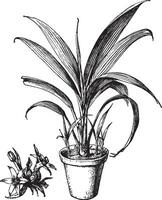 curculiga latifolia årgång illustration. vektor