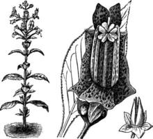 vana, friliggande blad, blomma, och kapsel av lietzia brasiliensis årgång illustration. vektor