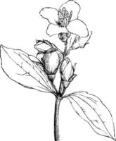 blommande branchlet av philadelphus coronarius årgång illustration. vektor