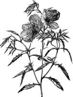 blommande gren av oenothera speciosa årgång illustration. vektor