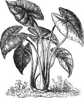 colocasia årgång illustration. vektor