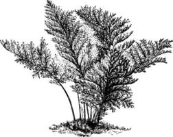 polypodium vulgare elegantissimum årgång illustration. vektor