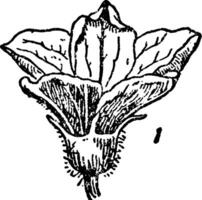 gurka blomma årgång illustration. vektor