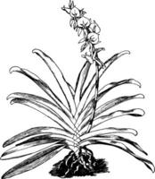 angraecum superbum årgång illustration. vektor