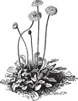 bellis perennis Jahrgang Illustration. vektor