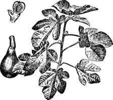 fikon gren och frukt årgång illustration. vektor