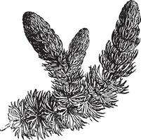 hornwort årgång illustration. vektor