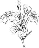 Immergrün Vektor Kunst, einfarbig Blumen- Illustration. Tinte Vektor Illustration Hand gezeichnet Bleistift skizzieren, ein Ast von botanisch Sammlung Einfachheit, künstlerisch, Färbung Buch zum Kinder und Erwachsene