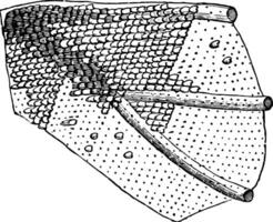 Portion von das Flügel von ein Motte Jahrgang Illustration. vektor