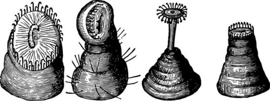 häutig Beine von Seidenraupe Jahrgang Illustration. vektor