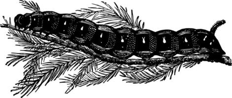 larv av deilephila euphorbiae årgång illustration. vektor