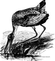 Holz ibis Jahrgang Illustration. vektor