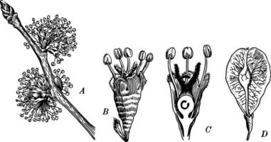 Ulme Blumen Jahrgang Illustration. vektor