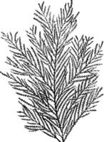 Gorgonia verticellata Jahrgang Illustration. vektor