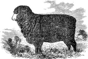 Merino Mutterschaf Jahrgang Illustration. vektor