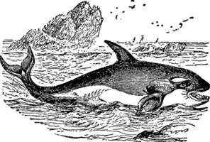 Orca Jahrgang Illustration. vektor