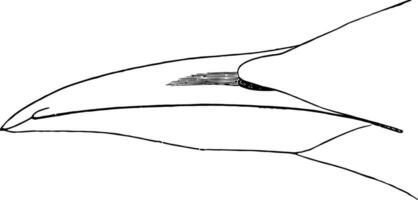 allmänning sillgrissla räkningen årgång illustration. vektor