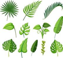 Satz tropische Pflanzenblätter vektor