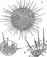 actinosphrium, årgång illustration. vektor