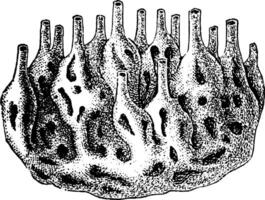 svamp koloni, årgång illustration. vektor