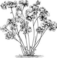 adiantum luddemannianum ormbunke årgång illustration. vektor