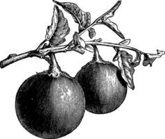 Früchte tragen Ast von runden Aubergine Jahrgang Illustration. vektor