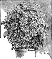 clematis årgång illustration. vektor