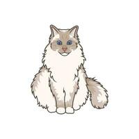 entdecken bezaubernd Ragdoll Kätzchen. diese hohe Qualität Abbildungen verströmen Niedlichkeit, perfekt zum haustierbezogen Entwürfe. einfach Illustration von Ragdoll Katze. eps10 vektor