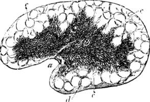 mesenterial Drüse Jahrgang Illustration. vektor