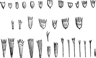 anders Formen von das Waage von Schmetterlinge nach reaumur Jahrgang Illustration. vektor