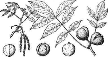 gren av pignut hickory årgång illustration. vektor