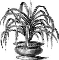 pandanus, kandelaber, variegatus, skruva, tall, buske, blomma, löv årgång illustration. vektor