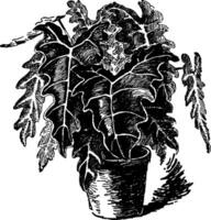 alocasia sanderiana årgång illustration. vektor