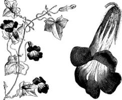 del av blommande stam och friliggande blomma av maurandya barclayana årgång illustration. vektor