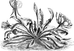 oenothera exima årgång illustration. vektor