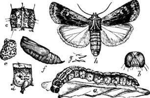 snittmask etapper, årgång illustration. vektor