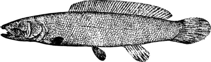 bowfin, årgång illustration. vektor