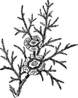 cypress löv och koner årgång illustration. vektor
