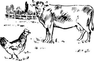 barnyard årgång illustration. vektor