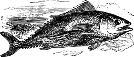 nordlig bluefin tonfisk årgång illustration. vektor