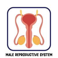 mänsklig inre organ platt vektor manlig reproduktiv systemet