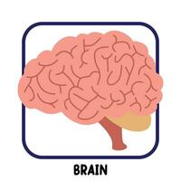 Mensch intern Organe eben Vektor Gehirn