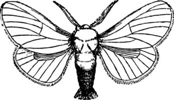 Liparis Chrysorrhoe Jahrgang Illustration. vektor