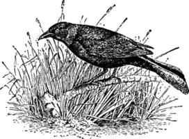 Krähe Amsel Jahrgang Illustration. vektor