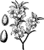 Mandel Baum und Obst Jahrgang Illustration. vektor