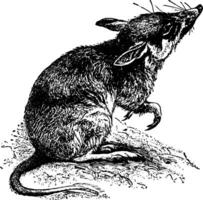 geringer Bandicoot Ratte Jahrgang Illustration. vektor