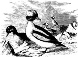 buffleheads årgång illustration. vektor