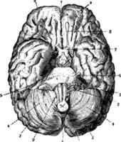 Gehirn gesehen von unter, Jahrgang Illustration vektor