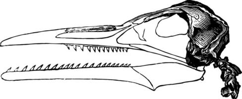 skelett huvud av en ichthyornis, årgång illustration. vektor