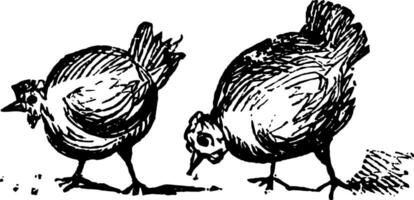 zwei Hühner, Jahrgang Illustration. vektor